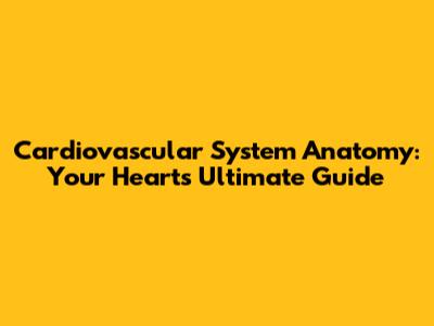 Cardiovascular System Anatomy: Your Heart's Ultimate Guide